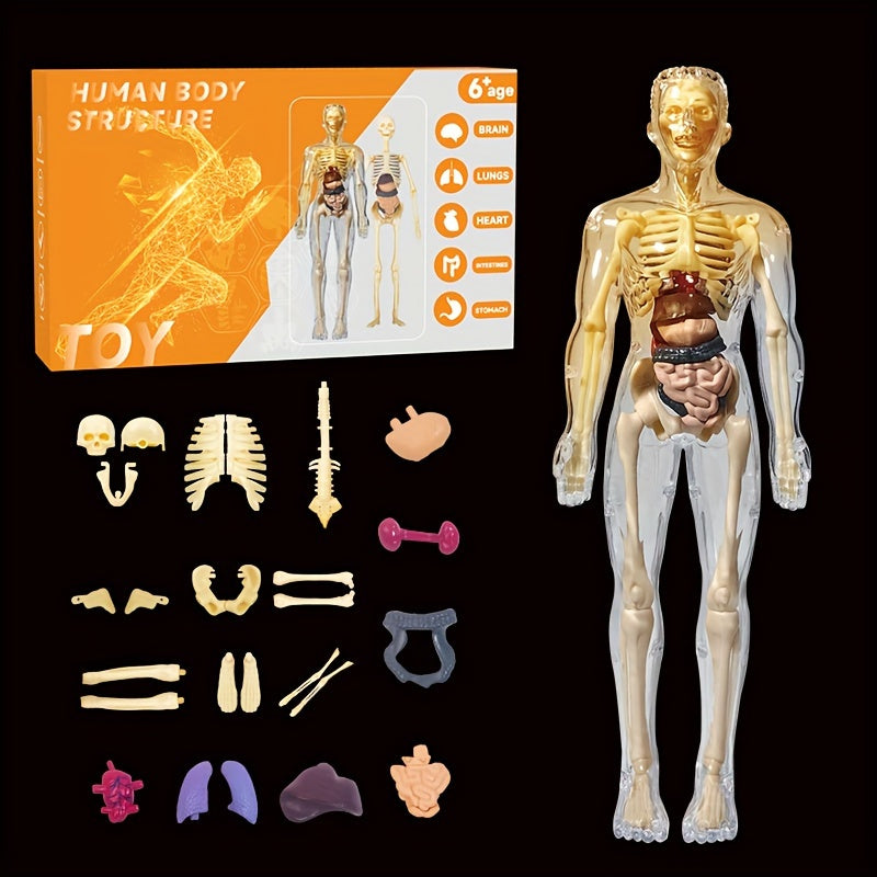 3D Human Anatomy Model Toy for Kids - Cyprus