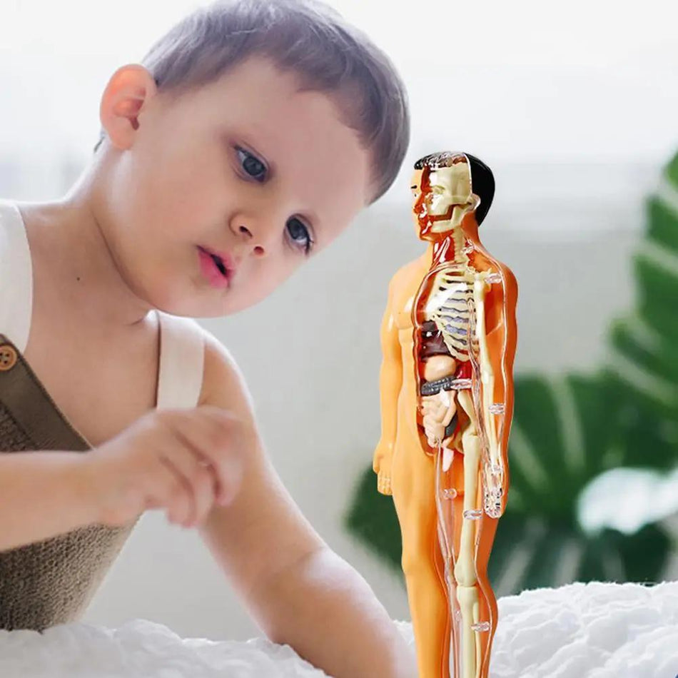 Conusea 3D İnsan Anatomisi Modeli - Sökme ve Keşfet - Kıbrıs