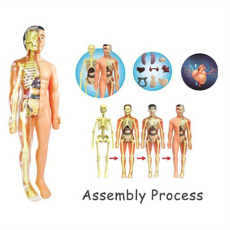 Conusea 3D İnsan Anatomisi Modeli - Sökme ve Keşfet - Kıbrıs