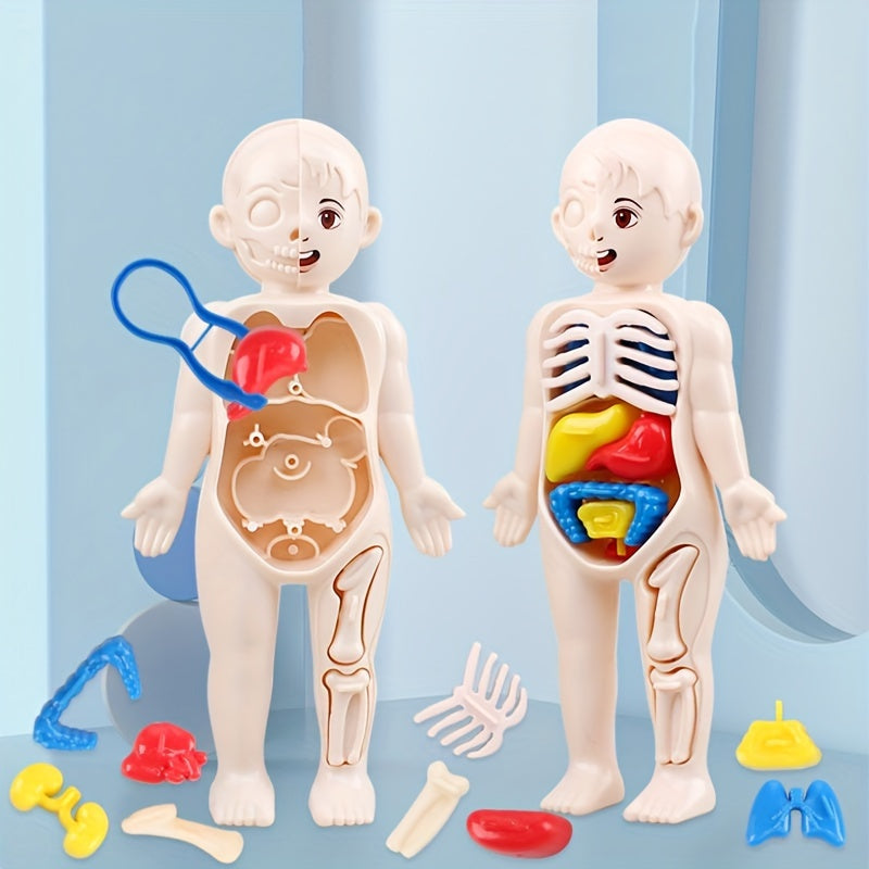 14pcs Educational Human Organ Model Set for Kids - Cyprus