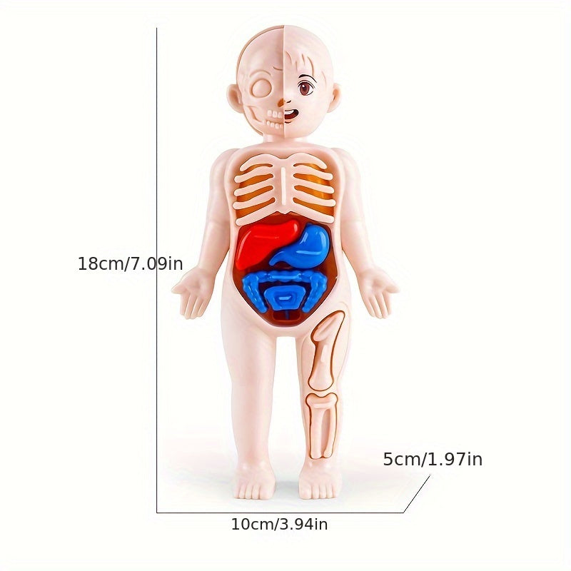 14 adet Çocuklar İçin Set Eğitim İnsan Organ Modeli - Kıbrıs