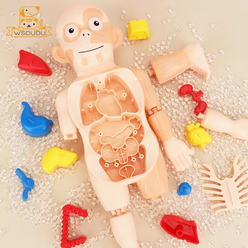 Human Organs Montessori Toy Viscus Matching Body Figures Construction Educational Puzzle Anatomy Game 3D Boy Girl Model Kid Gift