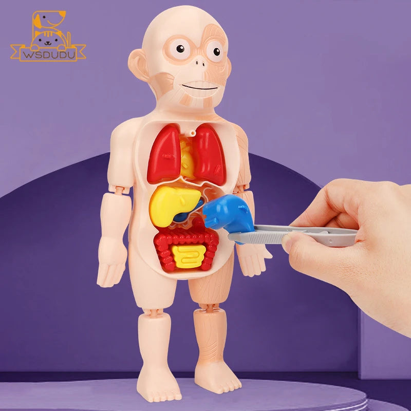 Human Organs Montessori Toy Viscus Matching Body Figures Construction Educational Puzzle Anatomy Game 3D Boy Girl Model Kid Gift