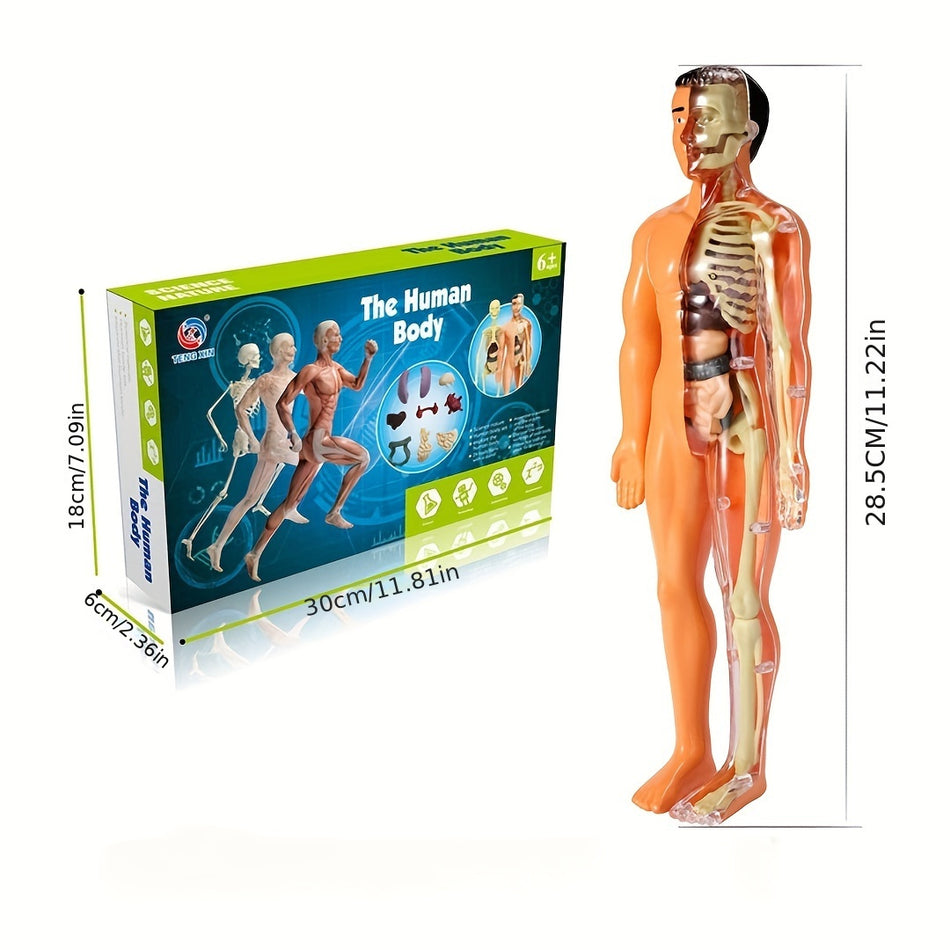 Detachable 3D Human Body Model with Skeleton and Viscera - Cyprus