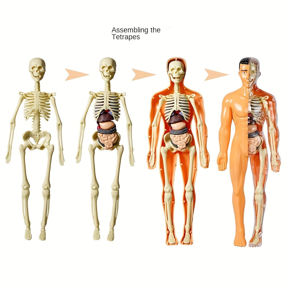 Detachable 3D Human Body Model with Skeleton and Viscera - Cyprus