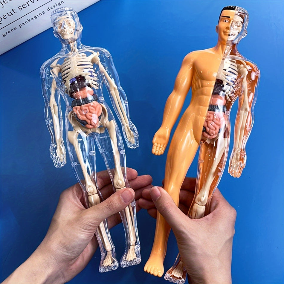 Çıkarılabilir organlarla eğitimsel insan anatomisi model kiti