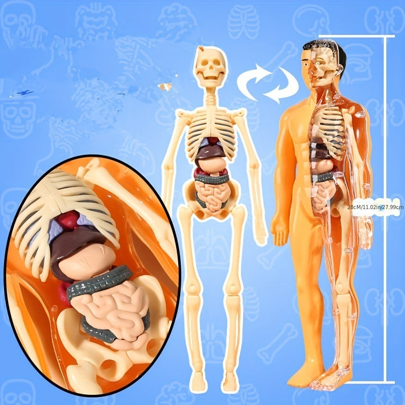 3D Human Anatomy Model Toy for Kids - Cyprus