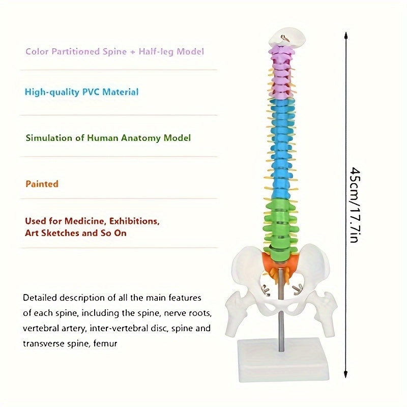 Yaşam boyu renk kodlu esnek PVC insan anatomisi omurga modeli