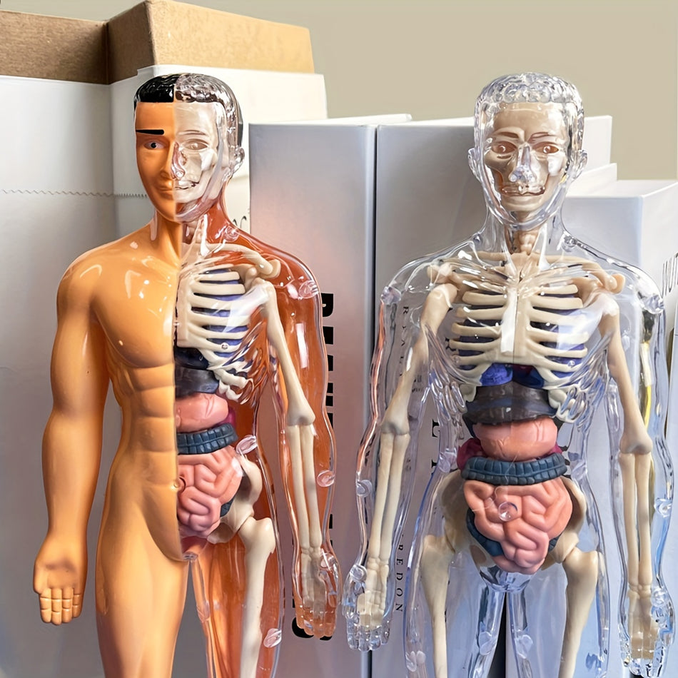 Çıkarılabilir organlarla eğitimsel insan anatomisi model kiti